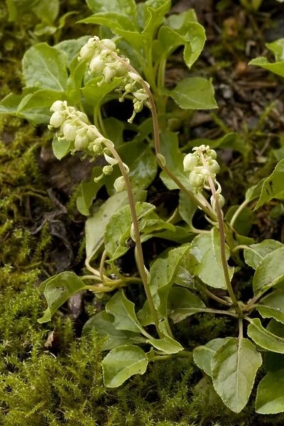 One-sided wintergreen or serrated wintergreen (Orthilia secunda). Scotland