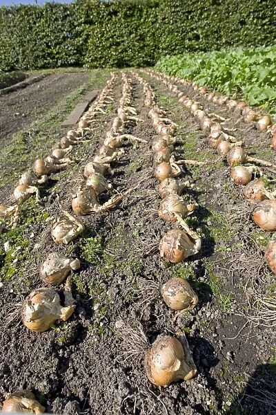 Onions drying on soil Eden Project Bodelva St Austell Cornwall UK