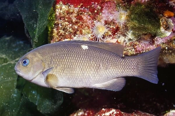 Opaleye Fish Monterey Bay California, USA