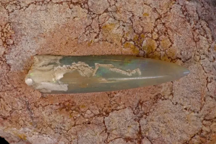 Framed Print : Opalized Belemnite Fossil (Neohilobites sp) - Coober Pedy-South Australia - Cretaceous Framed Print : Opalized Belemnite Fossil (Neohilobites sp) - Coober Pedy-South Australia - Cretaceous
