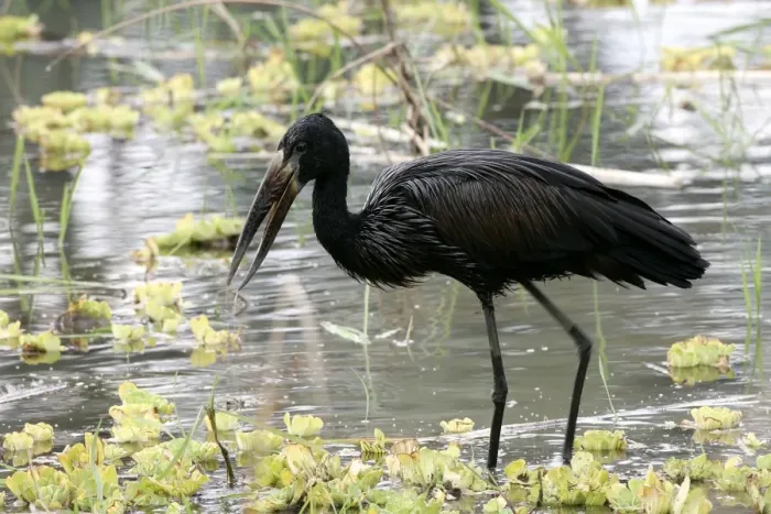 Framed Print : Open-billed Stork. South Luangwa Valley National Park - Zambia - Africa Framed Print : Open-billed Stork. South Luangwa Valley National Park - Zambia - Africa