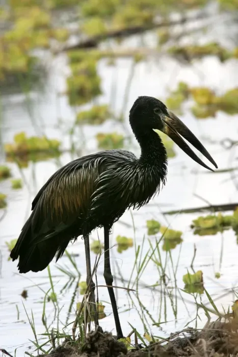 Framed Print : Open-billed Stork. South Luangwa Valley National Park - Zambia - Africa Framed Print : Open-billed Stork. South Luangwa Valley National Park - Zambia - Africa