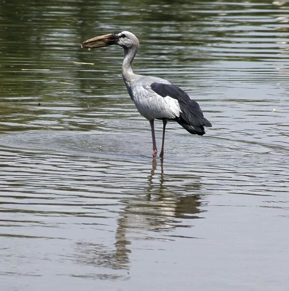 Open billed stork - Standing in water India
