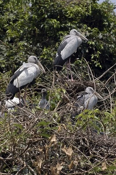 Open billed stork - In trees India
