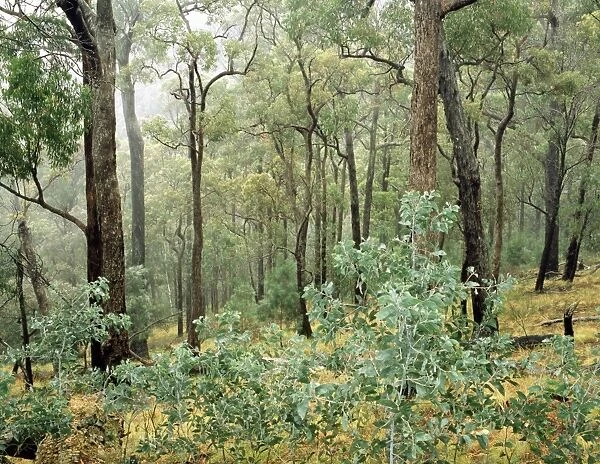Open Eucalypt forest Victoria, Australia JPF27140