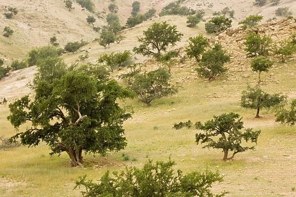 Open grazed degraded forest of the rare Argan tree, Argania spinosa = Argania sideroxylon. Rare endemic tree occurs in protected forest, Morocco