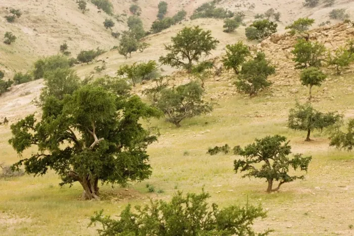 Framed Print : Open grazed degraded forest of the rare Argan tree, Argania spinosa = Argania sideroxylon. Rare endemic tree occurs in protected forest, Morocco Framed Print : Open grazed degraded forest of the rare Argan tree, Argania spinosa = Argania sideroxylon. Rare endemic tree occurs in protected forest, Morocco