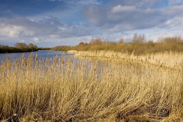 Open water with reed-beds at the Marquenterre Ornithological Park, Somme Estuary, North France