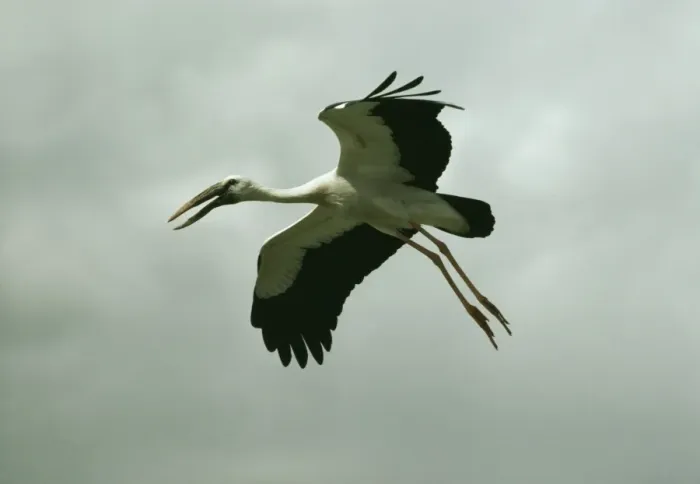 Framed Print : Openbill Stork MK 73 In flight, India. Anastomus oscitans © M. Krishnan Framed Print : Openbill Stork MK 73 In flight, India. Anastomus oscitans © M. Krishnan