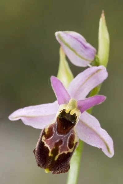 Ophrys exaltata montis-leonis