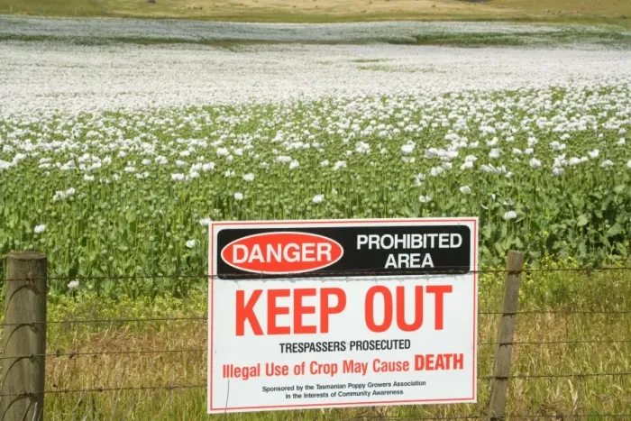 Framed Print : Opium poppy - fenced-in field of blooming opium poppies. A warning sign is mounted on the fence saying to keep out, because illegal use could cause death - Tasmania, Australia