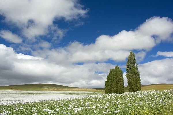 Opium poppy - a field of blooming opium poppies stretches as far as the eye can see. Beautiful blue sky, fluffy white clouds and a few trees complement the picture of a blooming landscape - Tasmania, Australia