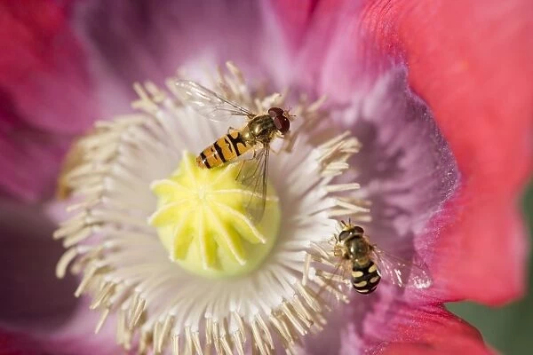 Opium Poppy Flower - With feeding Hover Flies - Norfolk UK