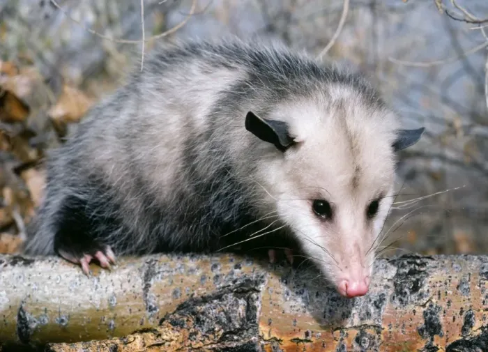 Framed Print : Opossum - On tree branch Framed Print : Opossum - On tree branch