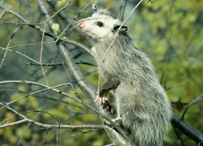 Framed Print : Opossum - On tree branch Framed Print : Opossum - On tree branch