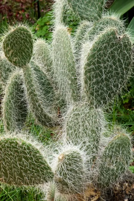 Framed Print : Opuntia sp. Photographed in Madeira's Botanical Gardens at Funchal. February Framed Print : Opuntia sp. Photographed in Madeira's Botanical Gardens at Funchal. February