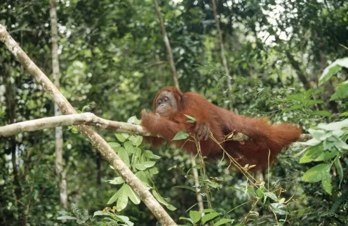 Framed Print : Orang-utan Framed Print : Orang-utan