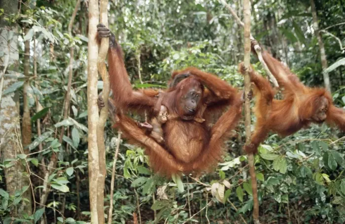Framed Print : Orang-utan Framed Print : Orang-utan