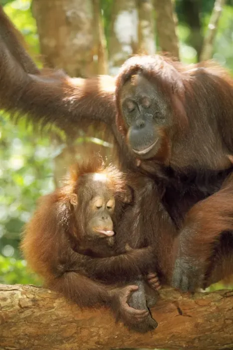 Framed Print : Orang-utan - adult & young Framed Print : Orang-utan - adult & young