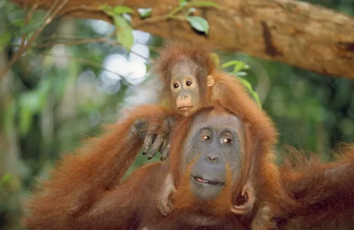 Framed Print : Orang-utan - adult & young Framed Print : Orang-utan - adult & young