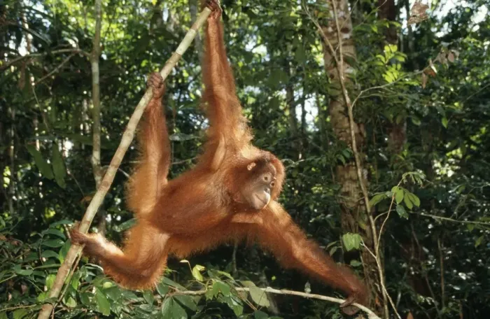 Framed Print : Orang-utan Borneo Framed Print : Orang-utan Borneo