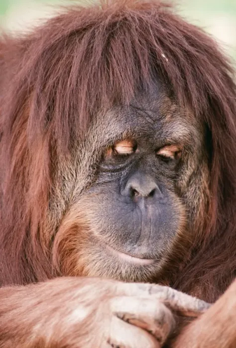 Framed Print : Orang-Utan Close up of female Framed Print : Orang-Utan Close up of female