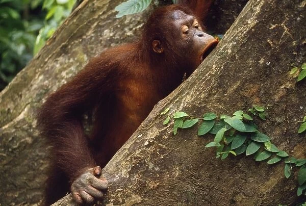 Orang-utan -eating bark Podocarp Forest, Sabah, Borneo