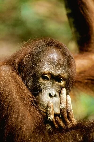 Orang-utan - face, Sabah, Borneo, Malaysia JPF30229