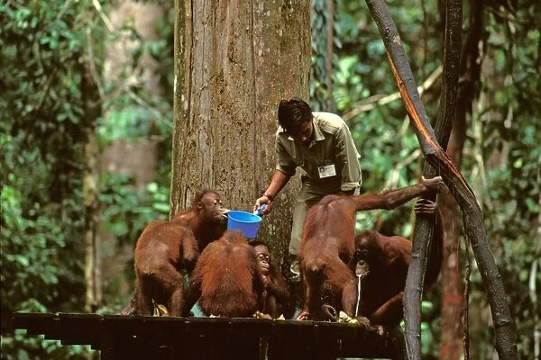 Orang-utan - Being fed by ranger from feeding platform