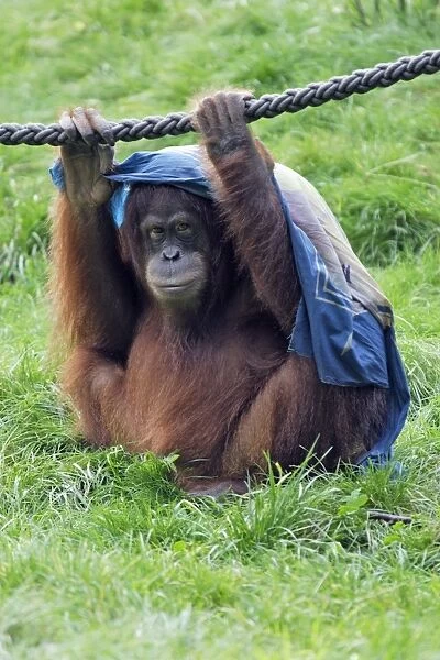 Orang-utan - male animal with cloth over head, captive. Dortmund, Germany