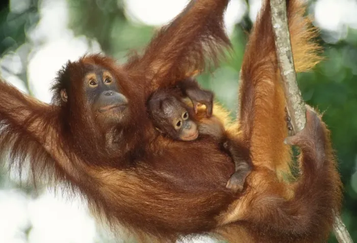 Framed Print : Orang-utan - mother & baby Sabah Borneo Framed Print : Orang-utan - mother & baby Sabah Borneo