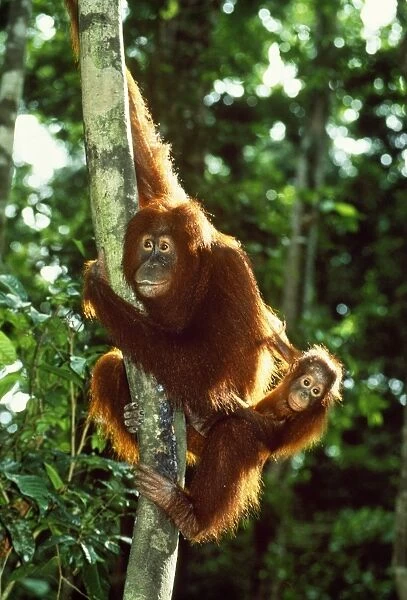 Orang-utan - mother & baby Sabah Borneo