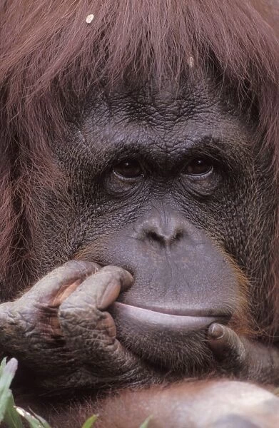 Orang Utan - Portrait of a male, holding his mouth with his hand Indonesia, Kalimantan, Borneo