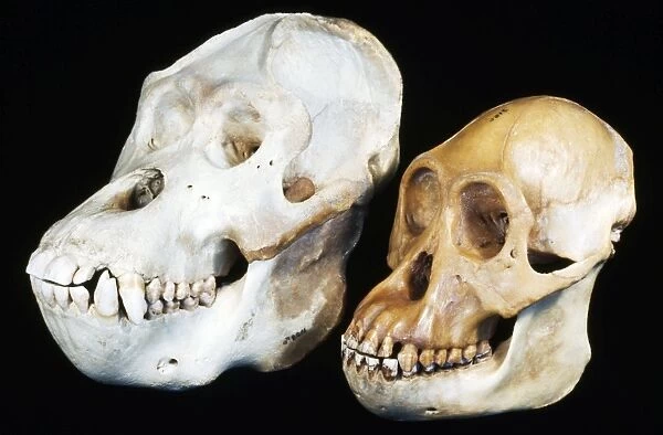 Orang-utan Skull - male on the left and female on the right
