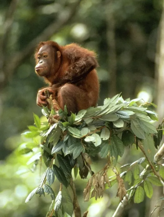 Framed Print : Orang-utan - in tree-top - Sabah - Borneo Framed Print : Orang-utan - in tree-top - Sabah - Borneo