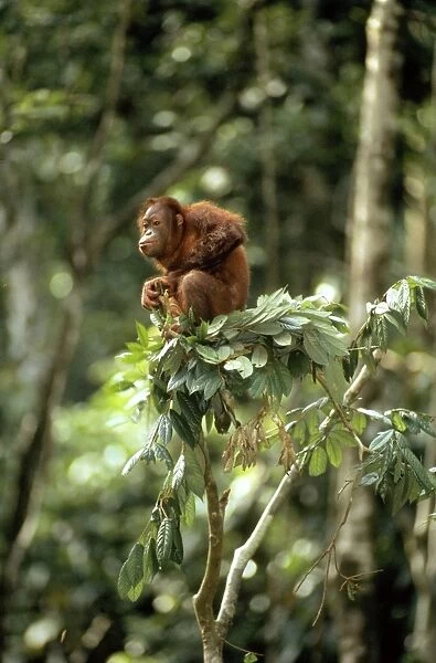 Orang-utan - in tree-top - Sabah, Borneo