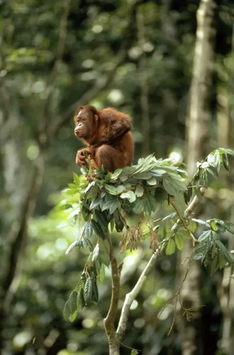 Framed Print : Orang-utan - in tree-top - Sabah, Borneo Framed Print : Orang-utan - in tree-top - Sabah, Borneo