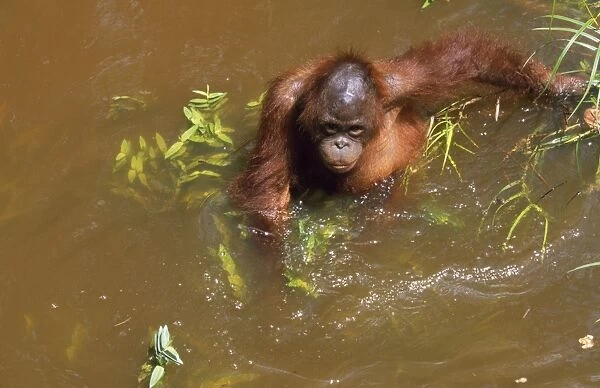 Orang-utan - wading in river Borneo
