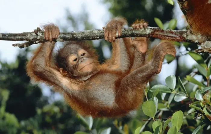 Framed Print : Orang Utan WAT 5033 Borneo Pongo pymaeus © M. Watson  /  ardea. com