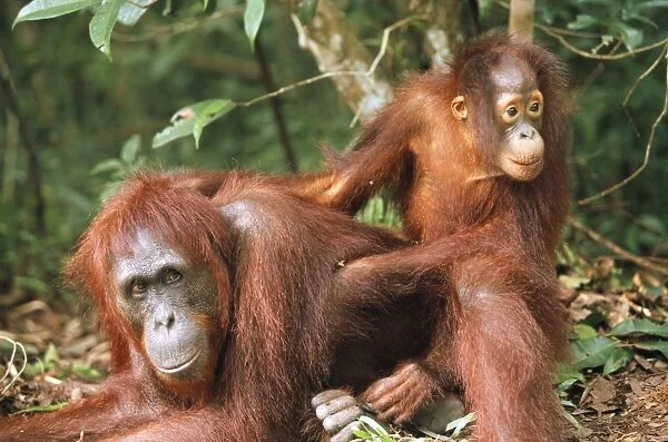 Orang-utan WAT 5607 Parent with young - Borneo Pongo pygmaeus © M. Watson  /  ARDEA LONDON