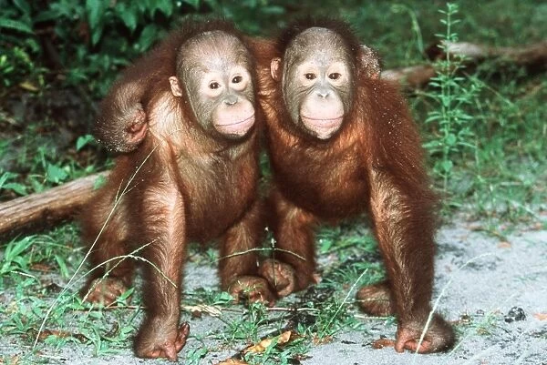 Orang-utan - x two youngsters cuddling