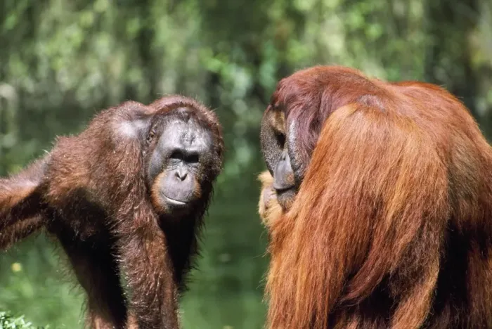 Framed Print : Orang-utan - young & old Framed Print : Orang-utan - young & old