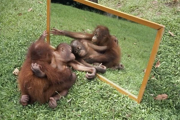Orang-utan - & young playing with reflection in mirror