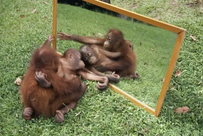 Framed Print : Orang-utan - & young playing with reflection in mirror Framed Print : Orang-utan - & young playing with reflection in mirror