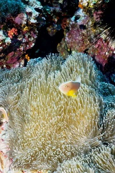 Orange anemonefish (Amphiprion sandaracinos) in Mertens sea anemone (Stichodactyla mertensii). Richelieu Rock, Andaman Sea, Thailand