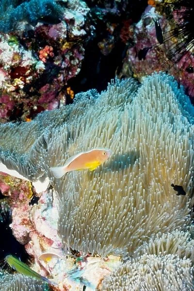 Orange anemonefish (Amphiprion sandaracinos) in Mertens sea anemone (Stichodactyla mertensii). Richelieu Rock, Andaman Sea, Thailand