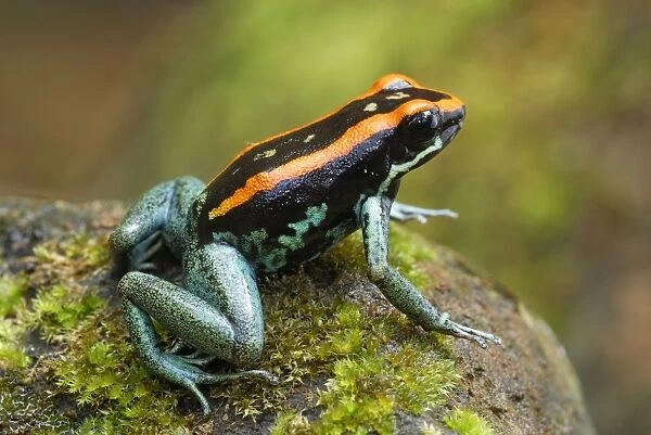 Orange and Black Poison-dart Frog Corcovado N. P. Costa Rica