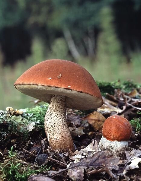 Orange Bolete Fungi