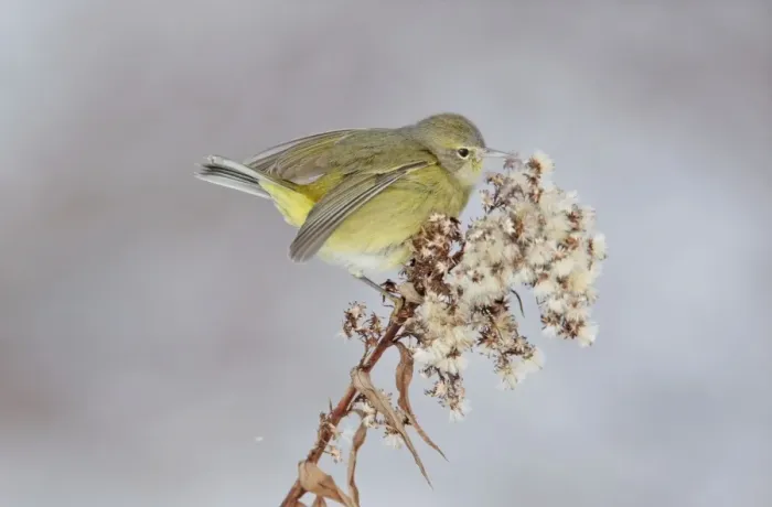 Framed Print : Orange-crowned Warbler in winter. January in CT, USA Framed Print : Orange-crowned Warbler in winter. January in CT, USA