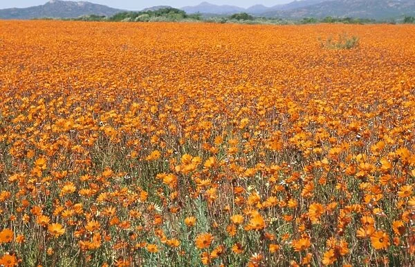 Orange Daisies - Namaqualand, South Africa